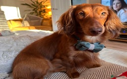 Dachshund dogs for stud: Miniature Red Long Haired Dachshund For Stud  - Image 14