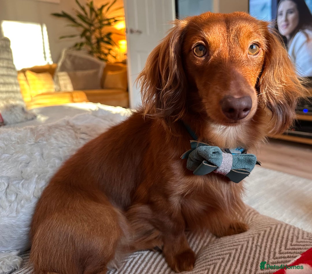 Dachshund dogs for stud: Miniature Red Long Haired Dachshund For Stud  - Image 14