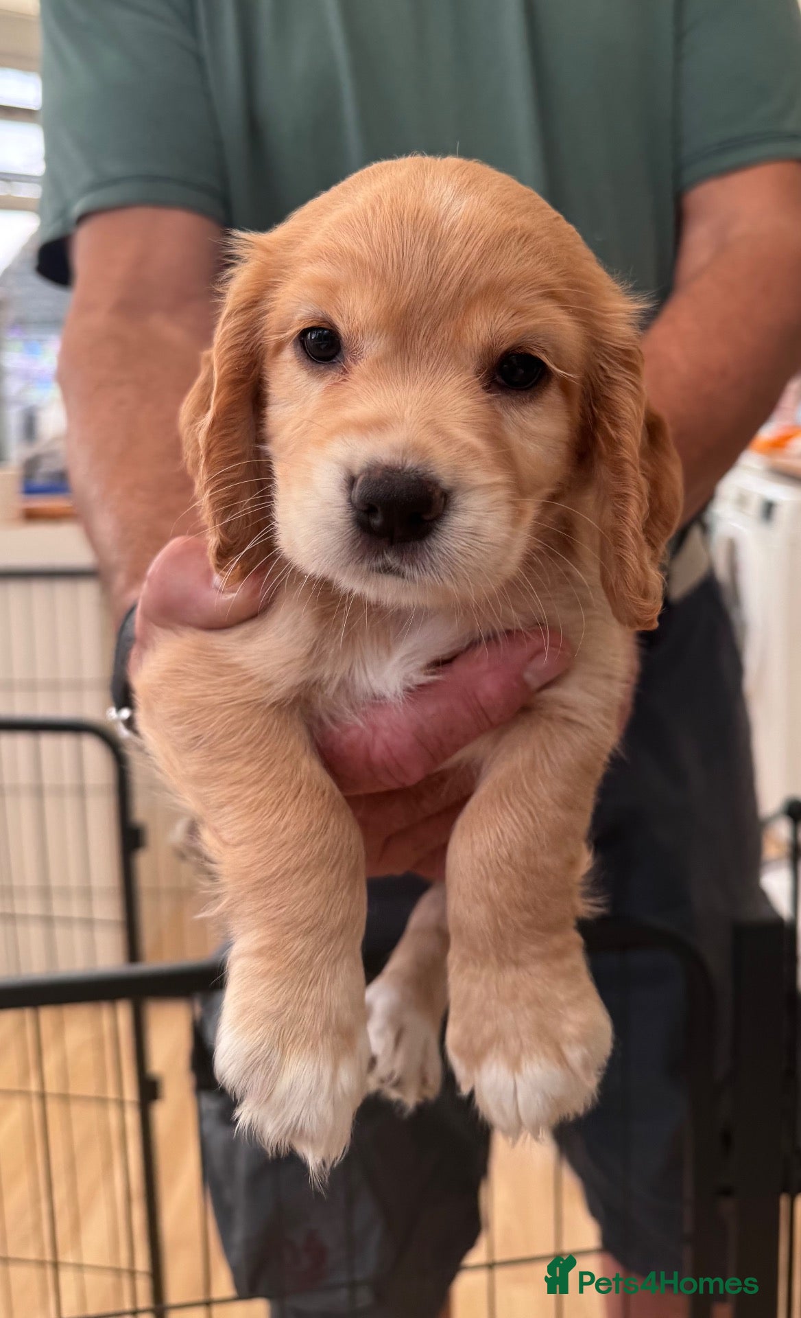 Cocker Spaniel dogs KC Reg full health tested quality Cocker Spaniels - Advert 1
