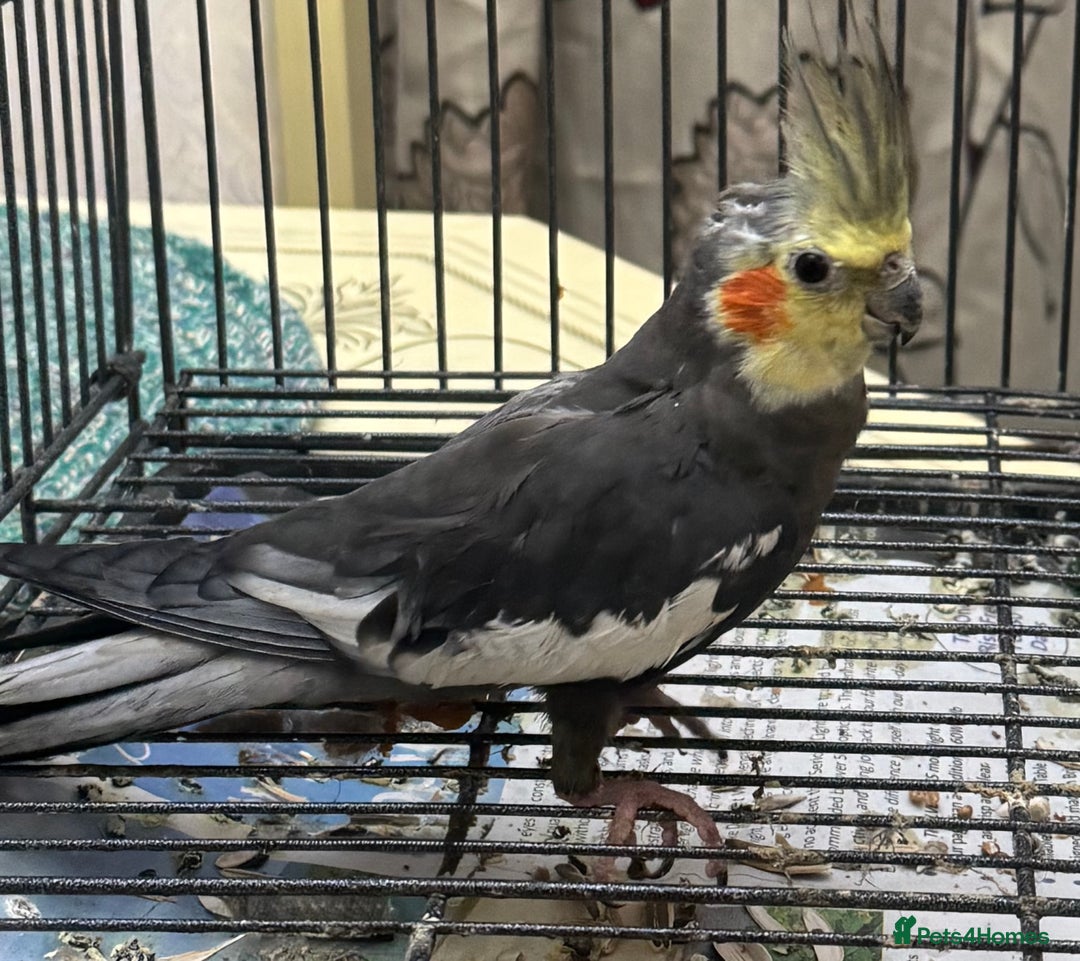 Cockatiels birds for sale: Baby Male Cockatiel - lovely condition   - Advert 2