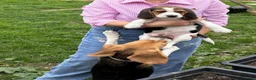 Beagle dogs for sale: Beagle in Dagenham - Advert 4