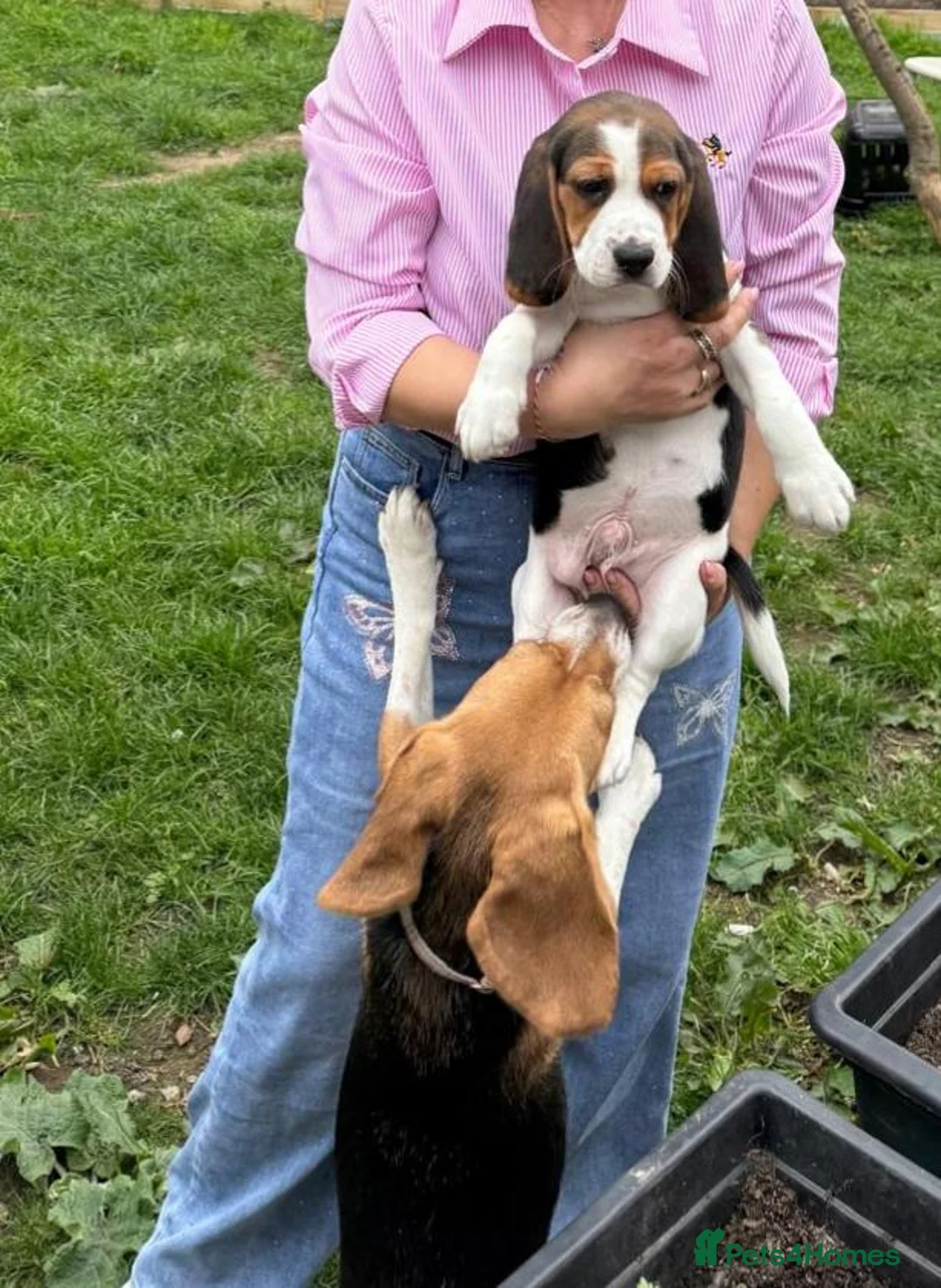 Beagle dogs for sale: Beagle in Dagenham - Advert 4