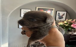 Mixed Breed dogs for sale: 9 beautiful dachshund cross poms - Image 15