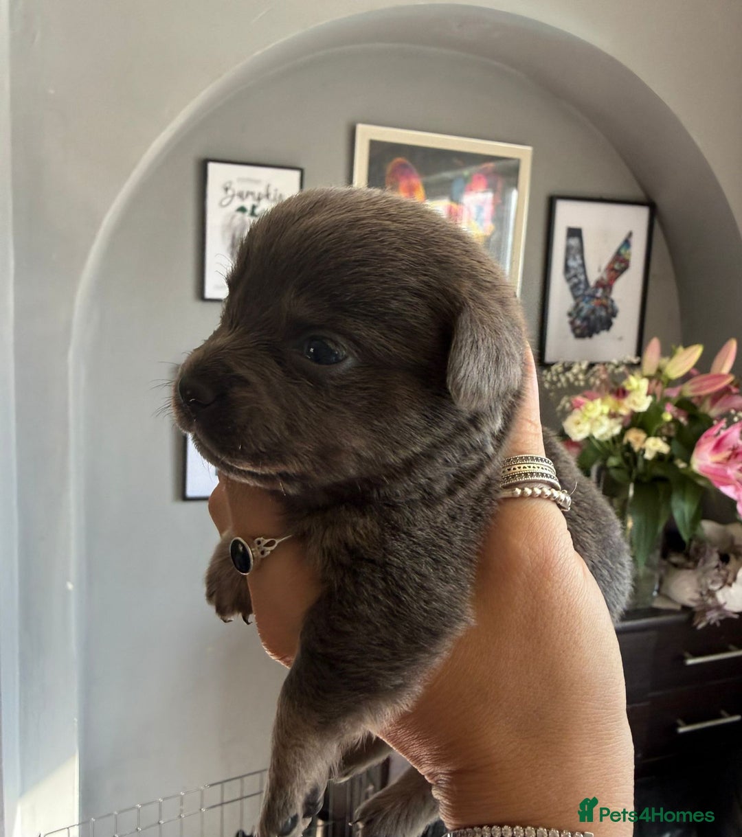 Mixed Breed dogs for sale: 9 beautiful dachshund cross poms - Image 15