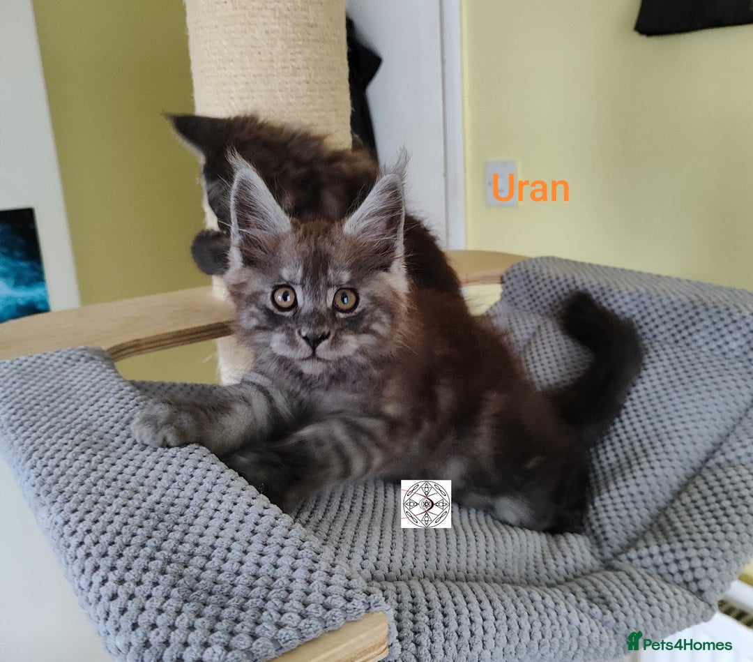 Maine Coon cats for sale: Absolutelly gorgeous kittens  - Image 10