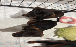 Dachshund dogs for sale: Last gorgeous girl!  ready now  - Image 9