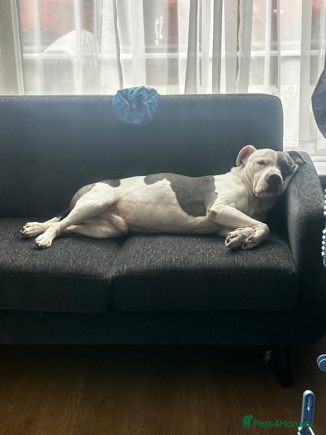 Staffordshire Bull Terrier dogs for sale: Luna, Staffordshire bull terrier  - Image 6