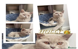 British Shorthair cats for sale: 👑 LILAC BSH reg GCCF LAST GIRL 👑 - Image 9