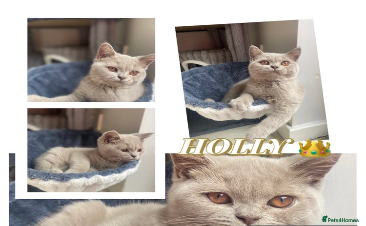 British Shorthair cats - Advert 1