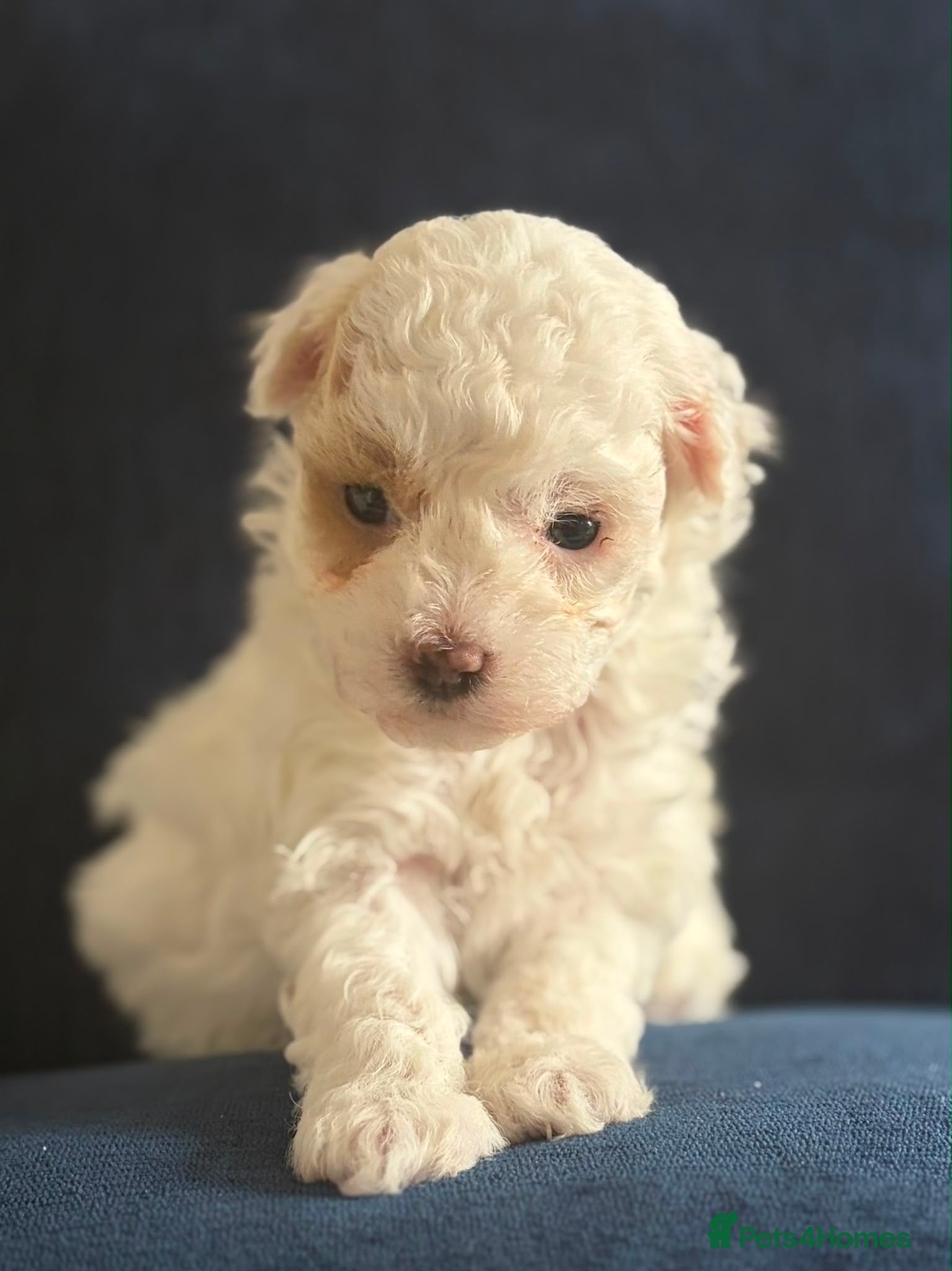 Maltipoo dogs F2 teddy bear puppies  - Advert 5