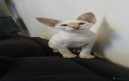 Siamese cats for sale: Pedigree Registered Siamese - 1 Girl remaining ♡ - Image 13