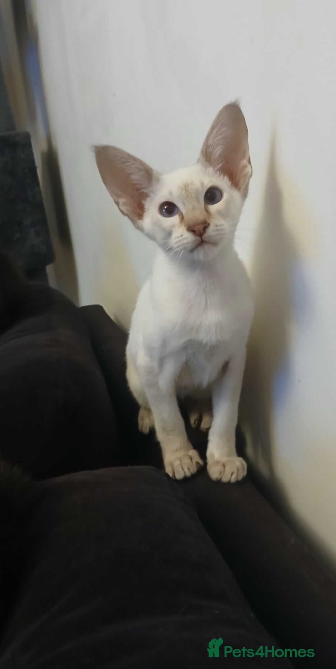 Siamese cats for sale: Pedigree Registered Siamese - 1 Girl remaining ♡ - Image 13