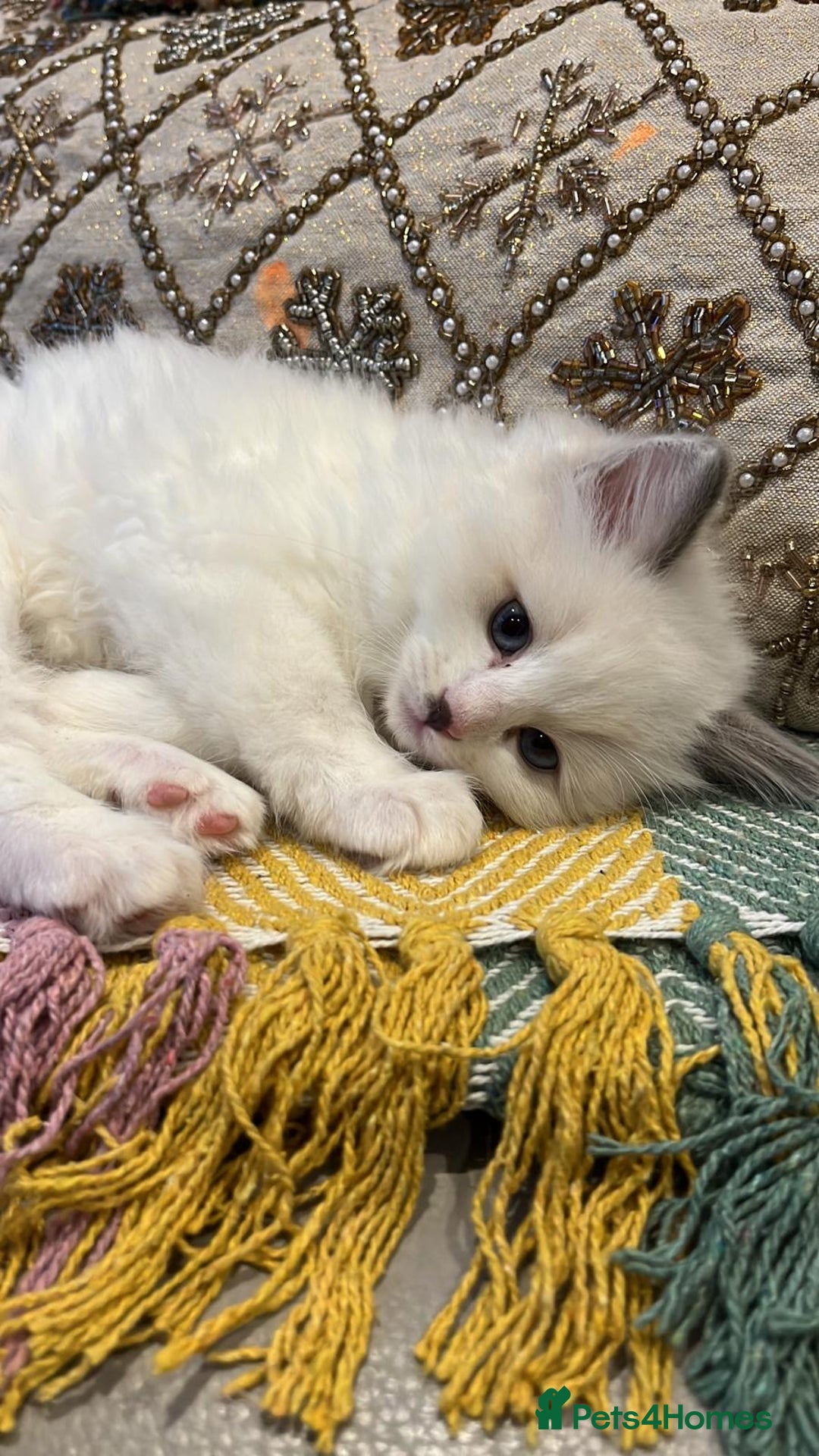Ragdoll cats for sale: ONE MALE BLUEPOINT RAGDOLL KITTEN BEAUTIFUl BABY - Advert 1