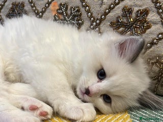Ragdoll cats ONE MALE BLUEPOINT RAGDOLL KITTEN BEAUTIFUl BABY - Advert 2