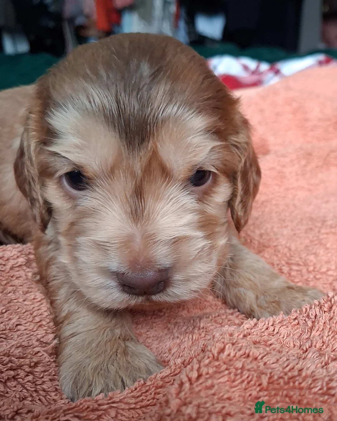 Cocker Spaniel dogs for sale: Absolutely Stunning Show Cocker Spaniels - Advert 9