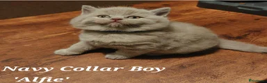 Navy Collar Boy 