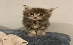 Maine Coon cats for sale: Stunning Maine coone kittens for sale  - Image 1