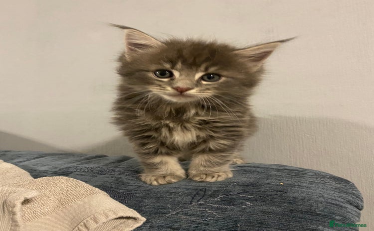 Maine Coon cats - Advert 2