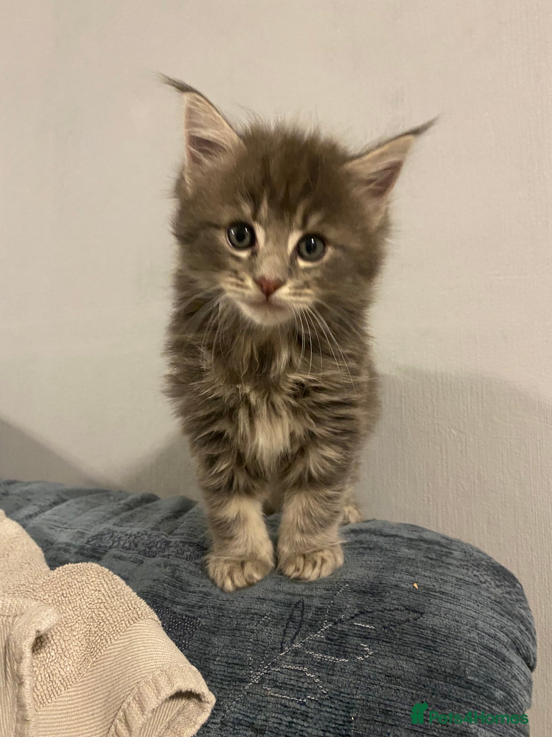Maine Coon cats for sale: Stunning Maine coone kittens for sale  - Image 1