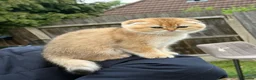 Scottish Fold cats for sale: British golden cat - Advert 6
