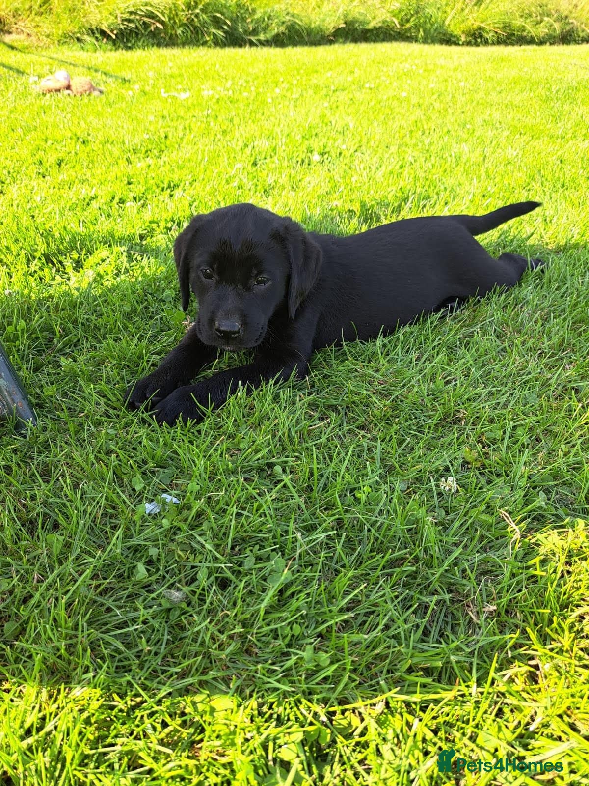 Labrador Retriever dogs chunky show x working pups by Afinmore Amsterdam - Advert 2