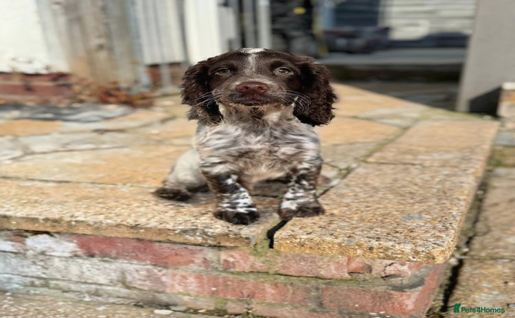 Cocker Spaniel dogs - Advert 3