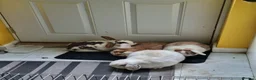Mixed Breed rabbits for sale: Rabbits To Go To a Good Home in Doncaster - Advert 2