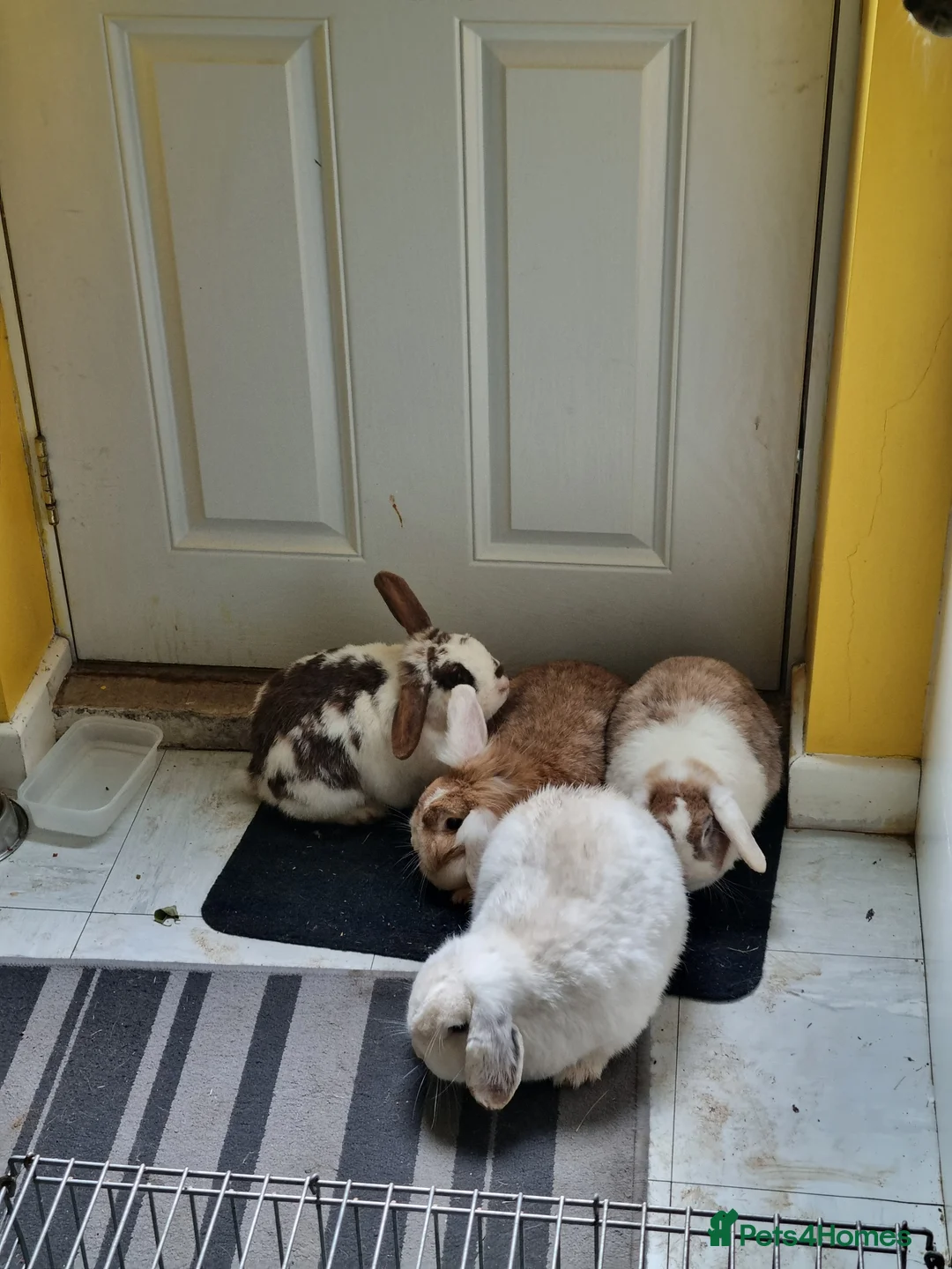 Mixed Breed rabbits for sale: Rabbits To Go To a Good Home in Doncaster - Advert 2