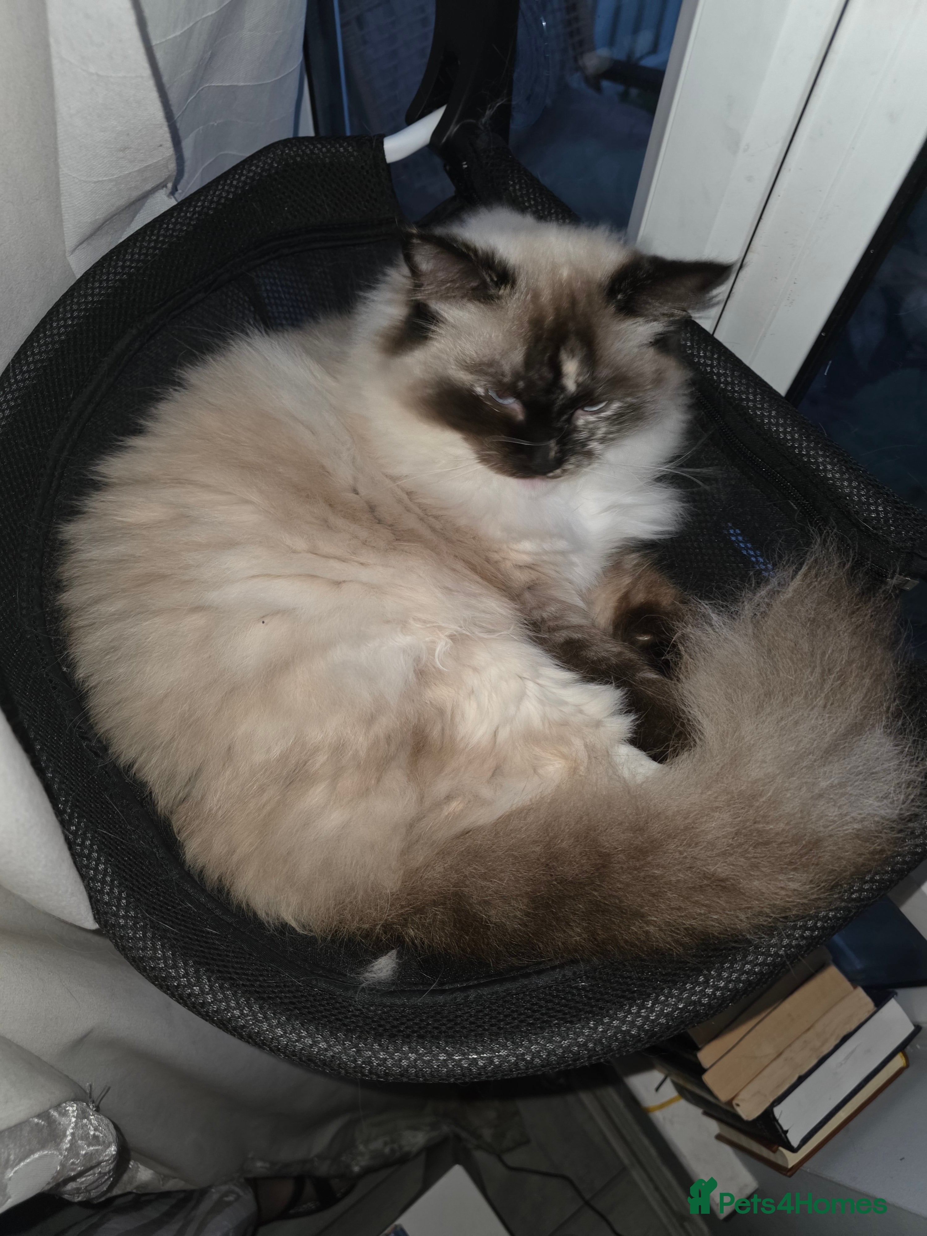 Ragdoll cats Young affectionate Ragdoll seeking a quiet home  - Advert 13