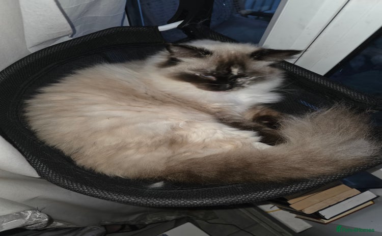 Ragdoll cats - Advert 9