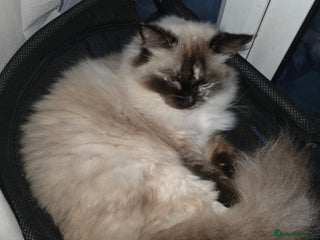 Ragdoll cats - Advert 1