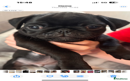 Pug dogs for sale: Puppies - Image 5