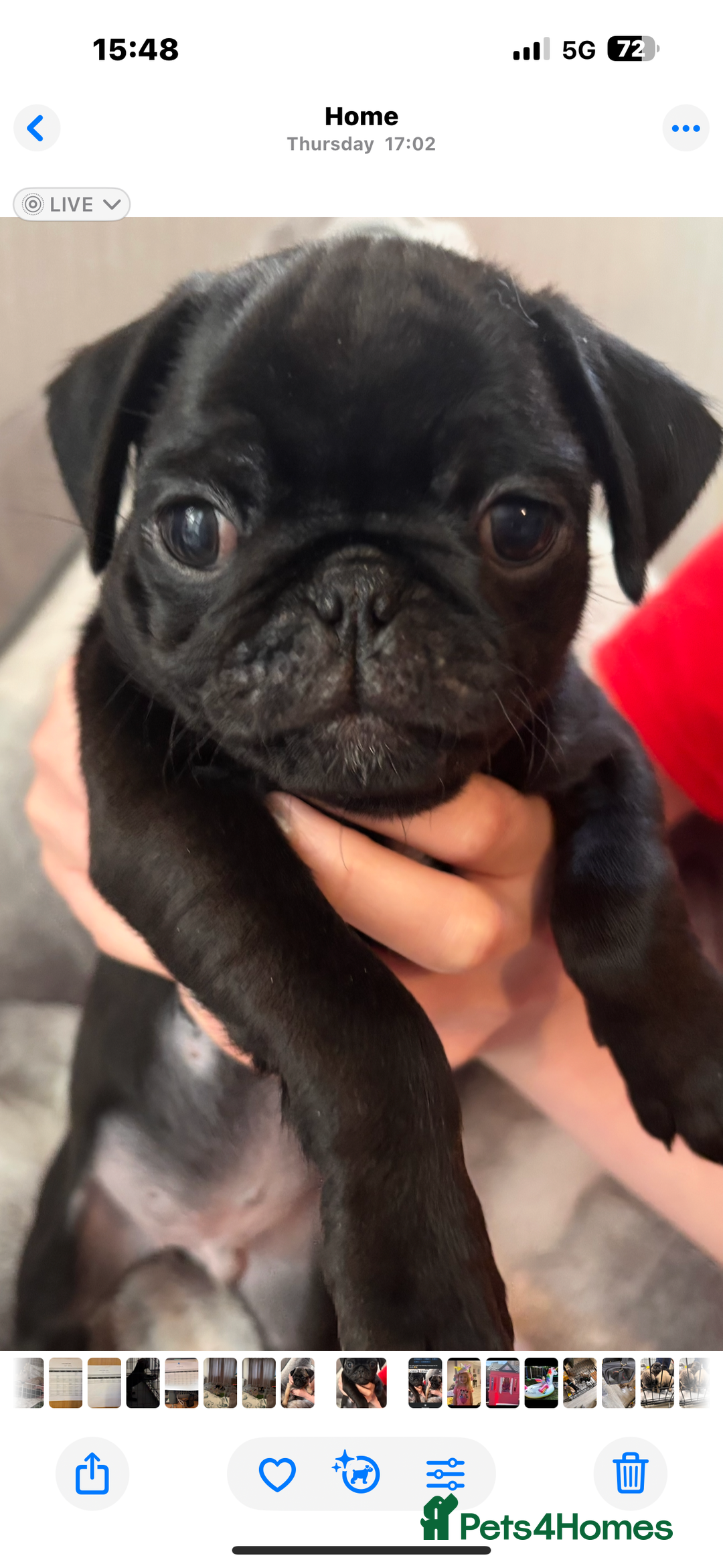 Pug dogs for sale: Puppies - Image 5