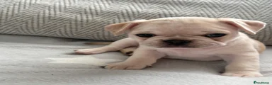 Frug Puppy 8