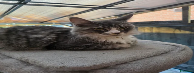 Maya