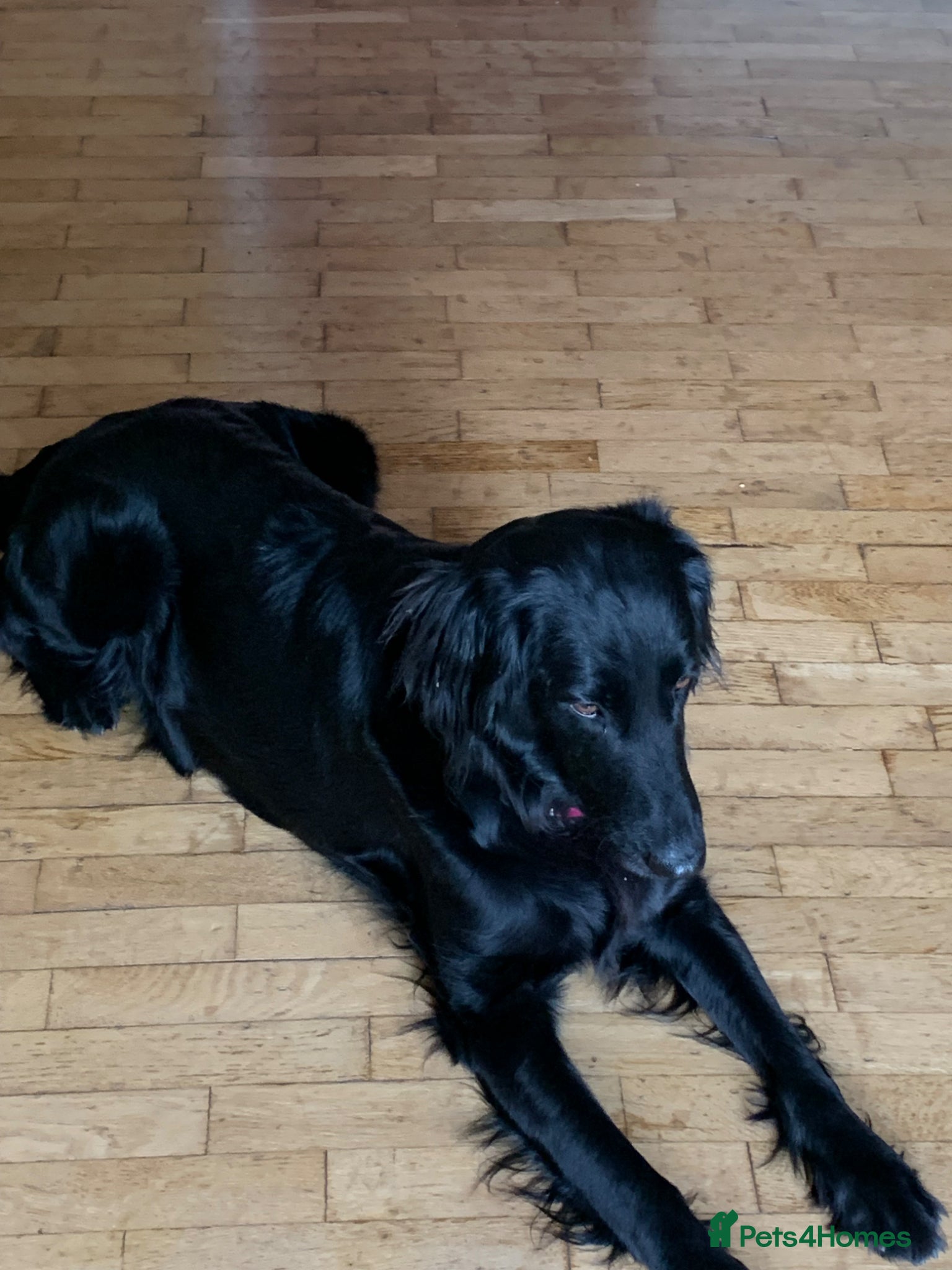 Flat coated Retriever dogs Adorable Flat Coated Retriever Puppies  - Advert 4
