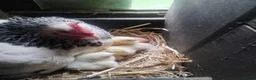 Chickens poultry for sale: Light Sussex Bantams, Bantam hen with 18 chick's  - Advert 5