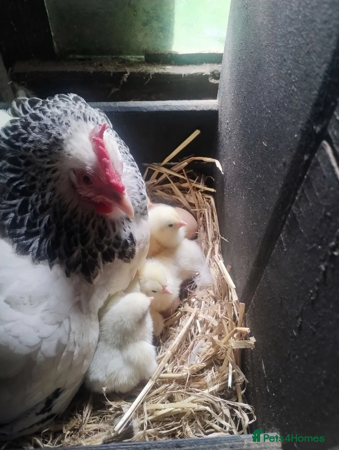 Chickens poultry for sale: Light Sussex Bantams, Bantam hen with 18 chick's  - Advert 5