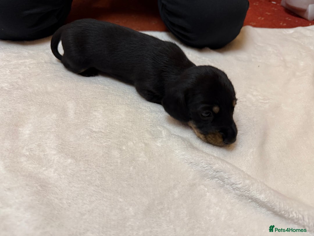 Dachshund dogs for sale: Smooth hair standard dachshunds - Image 5
