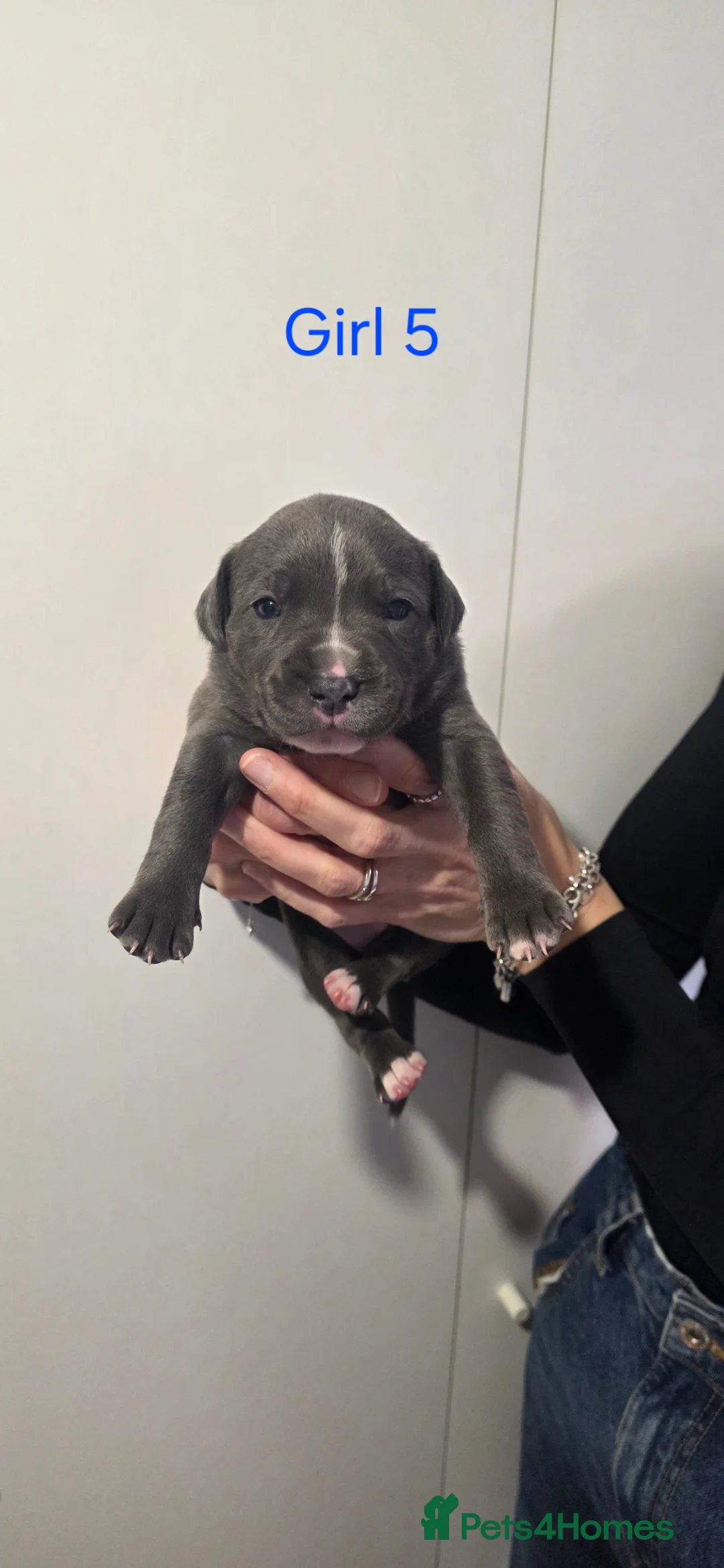 Staffordshire Bull Terrier dogs for sale: Litter of blue & blue/white staffie puppies  - Advert 11