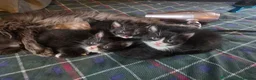 Mixed Breed cats for sale: 5 Beautiful and friendly tuxedo kittens - Advert 3