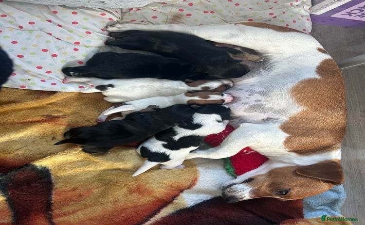Jack Russell dogs - Advert 3