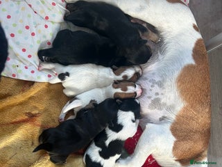 Jack Russell dogs - Advert 12