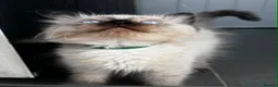 Ragdoll cats for sale: Pure breed ragdoll kittens READY NOW  - Advert 9