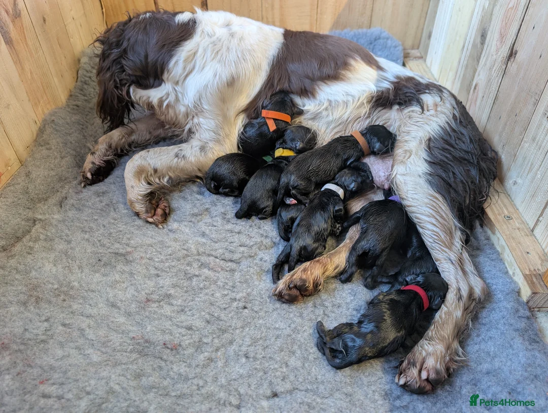 Springador dogs for sale: Labrador x Springer Spaniel - Springador Pups - Advert 1