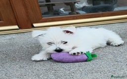 West Highland Terrier dogs for sale: West Highland puppies - Image 2