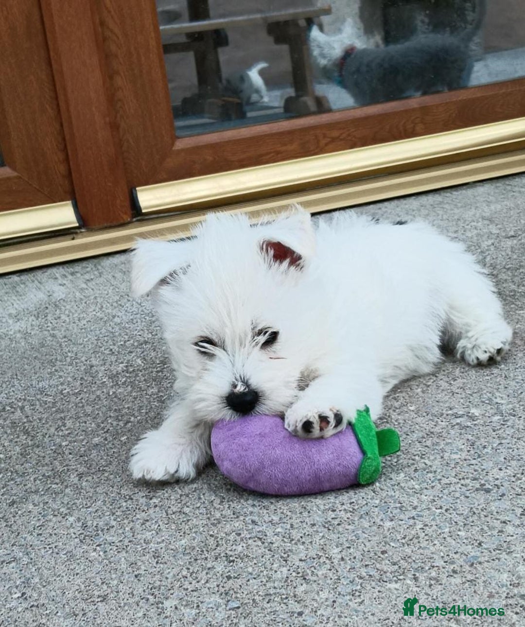 West Highland Terrier dogs for sale: West Highland puppies - Image 2
