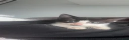 Domestic Shorthair cats for sale: 1 male kitten in Belfast - Advert 3