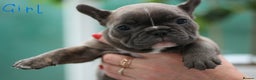 French Bulldog dogs for sale: Cute French Bulldog Puppies Available Soon - Advert 15