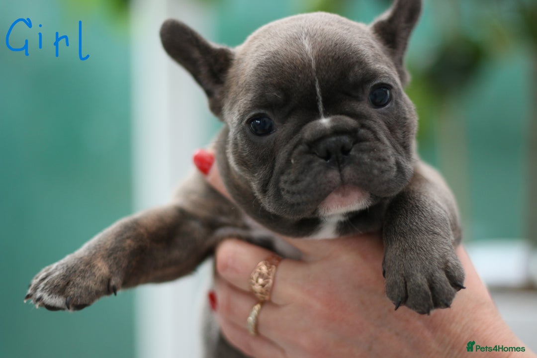 French Bulldog dogs for sale: Cute French Bulldog Puppies Available Soon - Advert 15